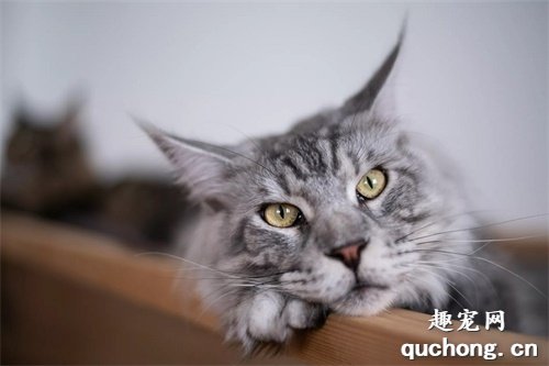 2020年十大最可爱的猫咪品种,布偶猫毫无争议第一