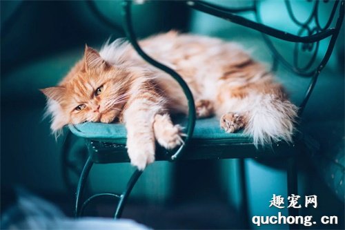 2020年十大最可爱的猫咪品种,布偶猫毫无争议第一