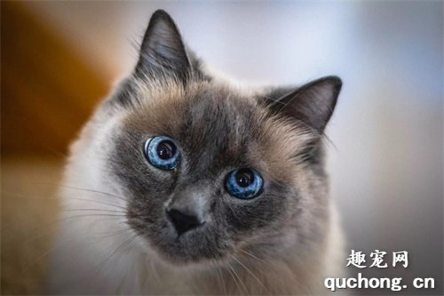 2020年十大最可爱的猫咪品种,布偶猫毫无争议第一