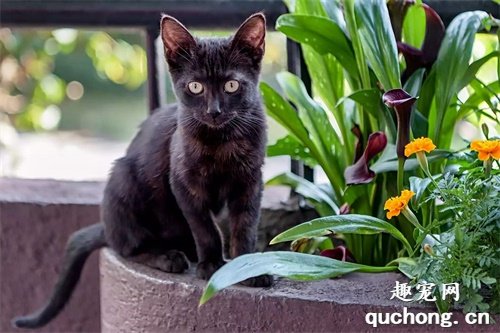 2020年十大最可爱的猫咪品种,布偶猫毫无争议第一