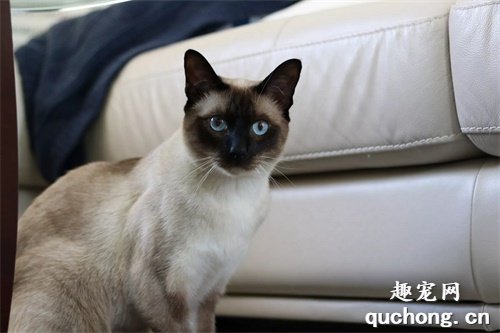 2020年十大最可爱的猫咪品种,布偶猫毫无争议第一
