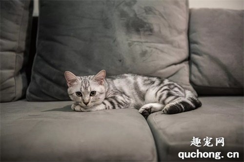 2020年十大最可爱的猫咪品种,布偶猫毫无争议第一