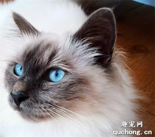 2020年十大最可爱的猫咪品种,布偶猫毫无争议第一