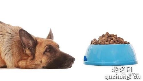 狗食欲不振怎么办？