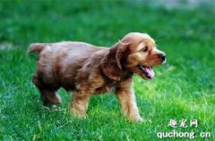 <b>可卡犬：外表华丽，内心勇敢而威猛！</b>