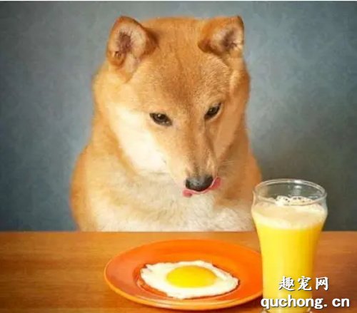 给狗狗吃生鸡蛋还是熟鸡蛋、蛋黄还是蛋白？