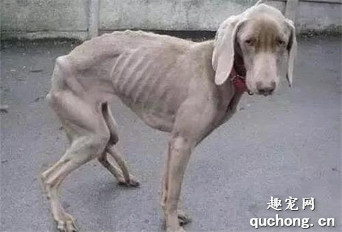 为啥你的狗狗怎么吃都不胖呢?