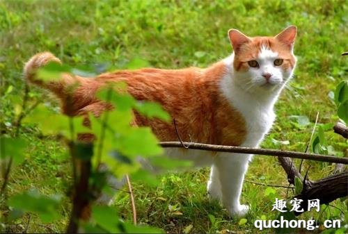 国内人气最高的6种猫咪，个个都是“猫明星”，你养过几种？