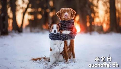 冬天，当心狗被冻伤？