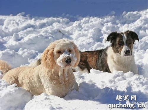 冬天，当心狗被冻伤？
