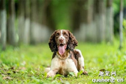 母狗吃掉幼犬真相