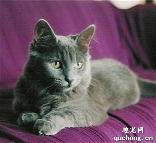 猫咪大全之尼比龙猫(内华达猫)品种介绍