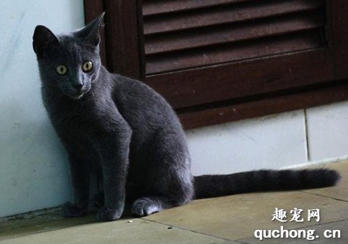 猫咪大全之尼比龙猫(内华达猫)品种介绍