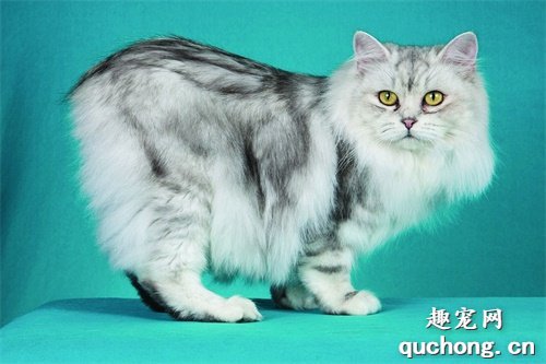 猫咪大全之威尔士猫品种介绍