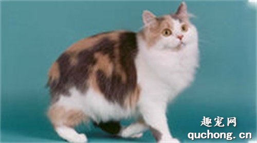 猫咪大全之威尔士猫品种介绍