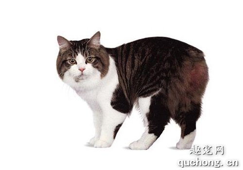 猫咪大全之威尔士猫品种介绍