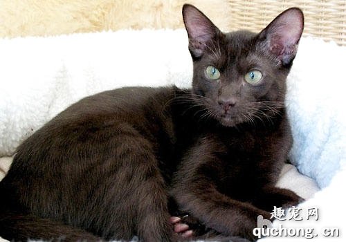 世界名猫之哈瓦那棕猫品种介绍