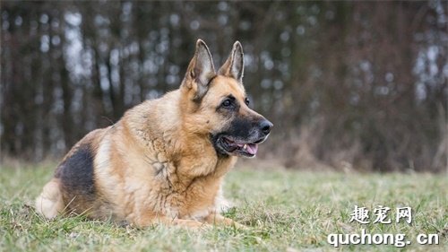纯种德国牧羊犬特征是什么？