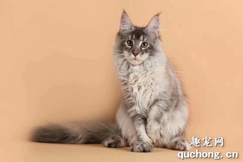 缅甸猫和缅因猫到底有什么区别？