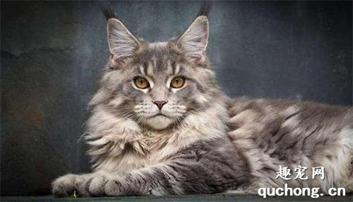 缅甸猫和缅因猫到底有什么区别？