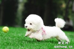 <b>狗狗呼吸急促的三种原因</b>