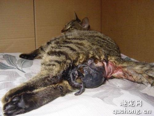 猫咪分娩遇到的问题及应对措施