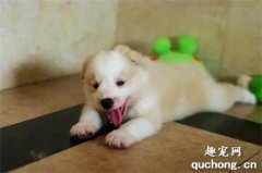 <b>新手养边境牧羊犬的3个必备常识</b>