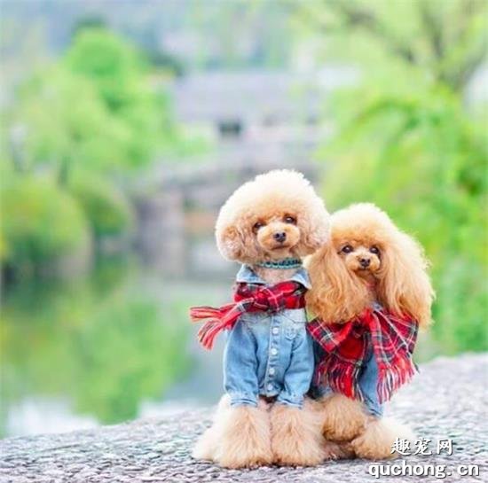<b>哇！两只贵宾犬拍摄的浪漫情侣照，好唯美！</b>