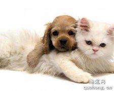 狗狗为什么比猫忠诚?
