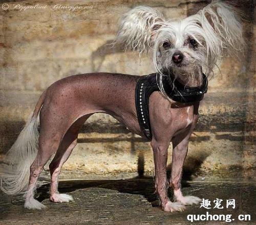 不长毛的狗狗有哪些品种？