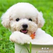 <b>泰迪有白色的吗？</b>