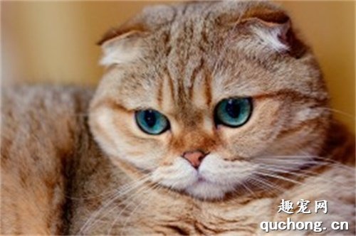 世界名猫之苏格兰折耳猫品种介绍