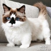<b>世界名猫之曼赤肯猫（曼基康猫）品种介绍</b>