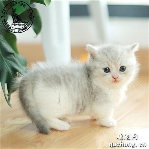 世界名猫之曼赤肯猫(曼基康猫)品种介绍