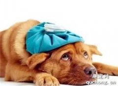 <b>狗狗呕吐的鉴别诊断</b>