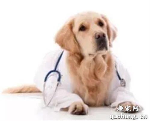 狗狗呕吐的鉴别诊断