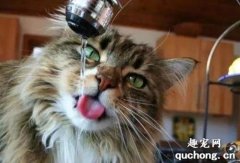 <b>猫咪每天应该喝多少水啊？</b>