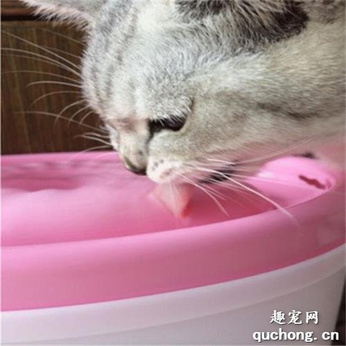 猫咪每天应该喝多少水啊？