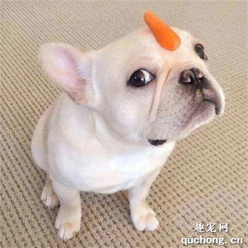 狗狗呕吐的8个常见原因