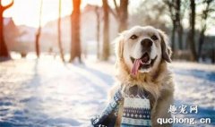 <b>冬季养狗须知：7个细节，让你的狗狗健健康康过冬</b>
