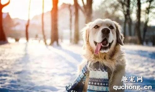 冬季养狗须知：7个细节，让你的狗狗健健康康过冬