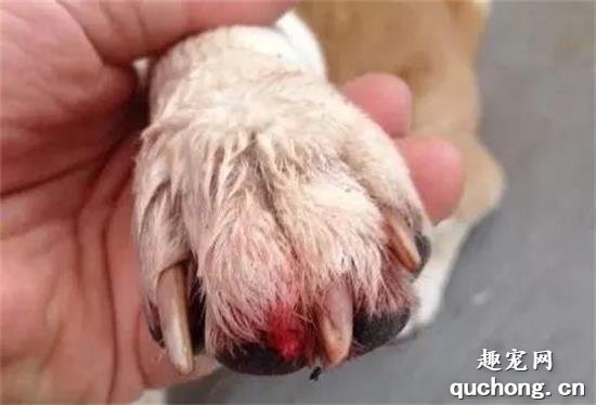 狗狗为啥老舔自己的爪子？