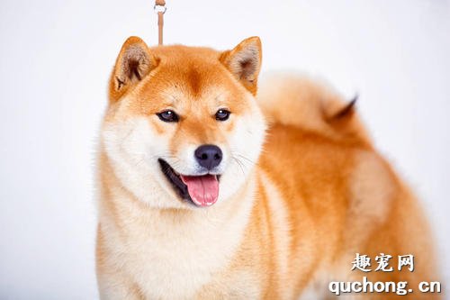 日本土狗是柴犬还是秋田?