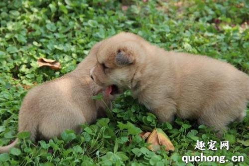 新生犬护理要点