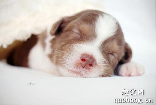 新生犬护理要点