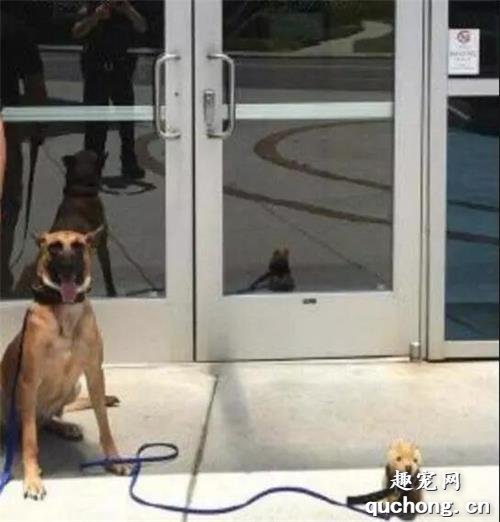 <b>一只警犬德牧带着自己的宠物狗狗上班，萌翻了全世界的网友！</b>