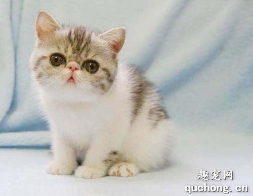 哪些品种的猫咪最安静?5个最安静的猫咪品质