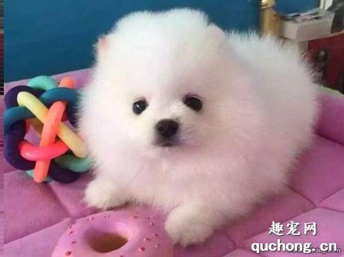 博美犬怎么训练上厕所?