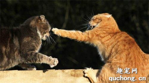 家里的猫咪为什么会打架?