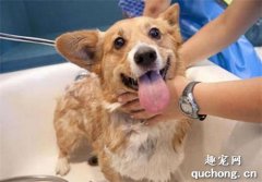 <b>狗狗洗澡时不太乐意怎么办？</b>